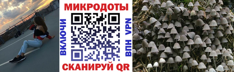 как найти   Пыть-Ях  Псилоцибиновые грибы мицелий 